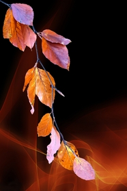 秋天树叶光影艺术摄影图片