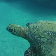 蓝色深海千年海龟图片