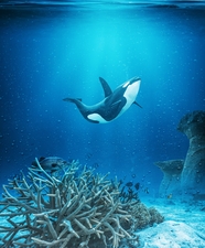 蓝色深海虎鲸唯美意境图片
