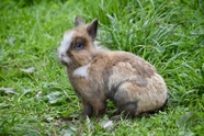 农场草地灰色兔子图片