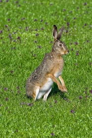 草地野生东北兔图片