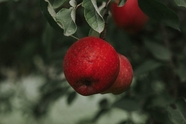 苹果树红彤彤苹果图片