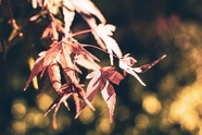 秋日午后阳光枫叶非主流图片
