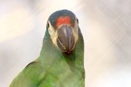 巴西绿色鹦鹉图片