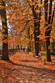 秋天公园树林风景图片