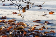 冬天凋落的树叶图片