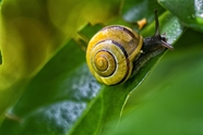 绿叶上爬行的小蜗牛图片