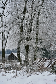 冬季树木房屋雾凇风景图片