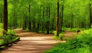 绿意盎然树林风景图片