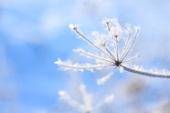 冬季唯美霜冻花草植物图片