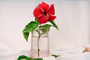 玻璃花瓶芙蓉插花图片