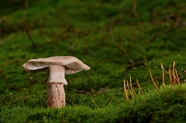 野生光盘真菌蘑菇图片