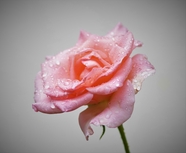 带露珠的粉色玫瑰花图片