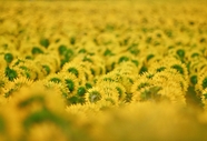 夏日金色向日葵花海风景图片