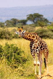 非洲野生保护动物长颈鹿图片