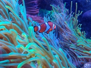 水族馆珊瑚海葵小丑鱼图片