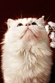 白色波斯猫宠物图片