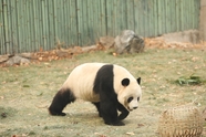 憨态可掬大熊猫图片