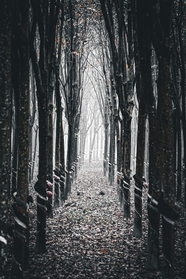 秋冬树林黑白摄影图片