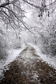 冬季氛围感树林雪景摄影图片