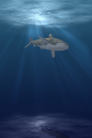 蓝色深海大鲨鱼图片