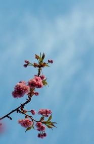 蓝色天空粉色樱花盛开图片