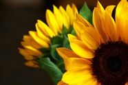 黄色向日葵微距静物花朵摄影图片