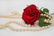 红色玫瑰白色珍珠项链图片