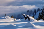 冬季冰雪世界雪松风景图片