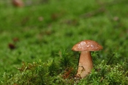 绿色草地野生蘑菇图片