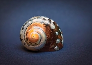 大型海蜗牛图片