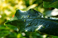 雨后绿色芭蕉叶图片