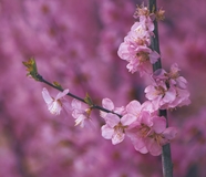 春日非主流桃花摄影图片
