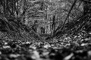 黑白风树林风景摄影图片