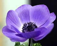 紫色块茎银莲花图片