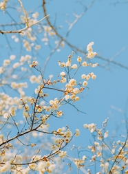 春天小清新杏花树图片