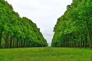 绿树成荫风景图片