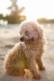 香槟色贵宾犬图片