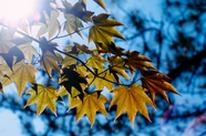 秋天梧桐树叶逆光摄影图片