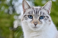 蓝眼睛萌猫咪图片