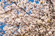 春天开花的树图片