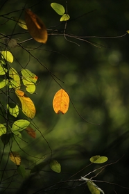 树木枝叶非主流图片摄影