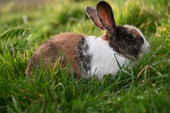 绿色草丛野生兔子图片