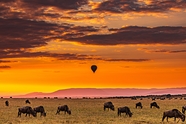黄昏非洲大草原动物群图片