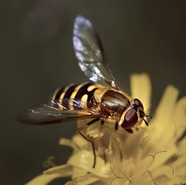 停在菊花上采蜜的蜜蜂图片