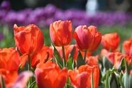 花圃红色郁金香花图片