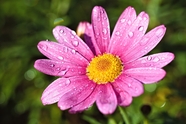 雨后娇艳欲滴粉色菊花图片