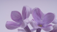 微距特写紫丁香摄影图片