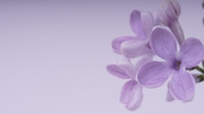 春天紫色丁香花微距特写图片