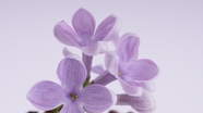 紫丁香微距花朵摄影图片